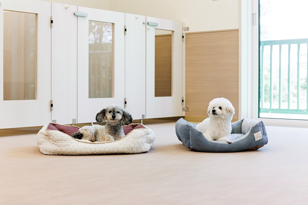 老犬介護ケアルーム